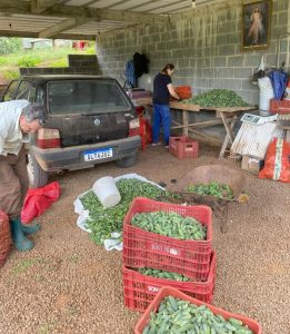 Produtores encerram colheita de pepino