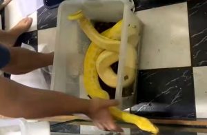 PF apreende cobras, aranhas e lagartos ao lado da cama de homem que comercializava animais