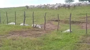 Descarga elétrica atinge área rural e mata 12 animais