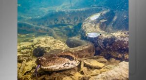 Perícia comprova que sucuri de Bonito não foi baleada e morreu de causas naturais