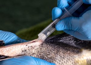Supertambaqui: Pesquisadores adaptam técnica que acelera o crescimento do peixe