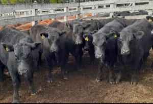 Selo projeta qualificação no comércio do terneiro no RS