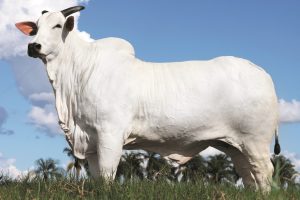 Vaca é valorizada em R$ 15,5 milhões em leilão