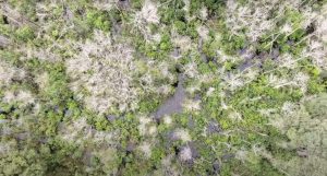 Pecuarista suspeito de lançamento aéreo para transformar mata nativa em pasto terá multa de R$ 5 bilhões