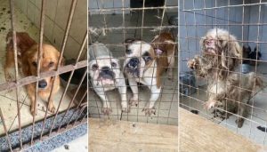 Mais de 50 pets de raça são resgatados em estado deplorável