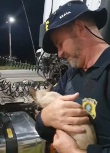 Gata viaja mais de 70 km embaixo de caminhão e conquista policiais rodoviários federais