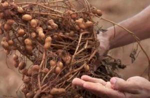 Aumenta produção de amendoim, mandioca, arroz e feijão no MS
