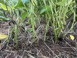 Aumento de casos de anomalia da soja na região Sul preocupa agricultores