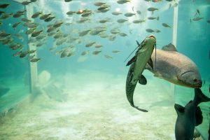 Aquário gigante terá 14 espécies de peixes na ExpoLondrina
