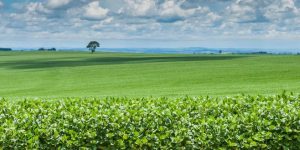 Embrapa leva pilares da produção sustentável de soja na ExpoLondrina