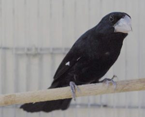 Santa Catarina reforça medidas de biosseguridade em eventos com aglomeração de aves
