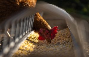 Avicultura paranaense bate seu próprio recorde e completa uma década como o maior exportador de carne de frango