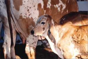 MG alcança 77,5% de índice vacinal contra brucelose em bovinos e bubalinos