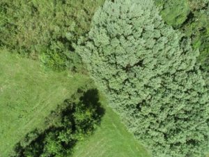 Epagri pretende usar drone para coleta e sistematização de dados da bracatinga