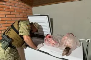 Porcos eram comidos vivos por cães treinados por grupo criminoso no Rio Grande do Sul