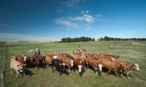 Subsídios da União Européia favorecem primeiro a pecuária; agricultura fica em segundo plano