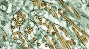 EUA confirmam segundo caso de gripe aviária em humano