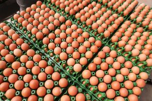 Produção de ovos do Paraná cresce 72% em uma década e mercado segue em expansão