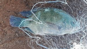 Meio Ambiente coleta peixes no lago para análise laboratorial