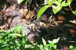 IAT promove ações para preservação dos jacarés-de-papo-amarelo