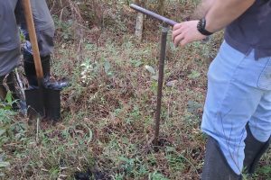 IAT e UFPR: Projeto experimental de recuperação de áreas úmidas