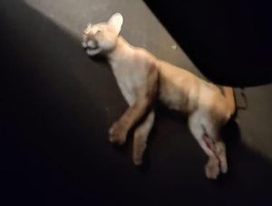 Onça Parda é encontrada morta em rodovia