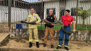 Visita de domingo: Moradores encontram sucuri no quintal de casa