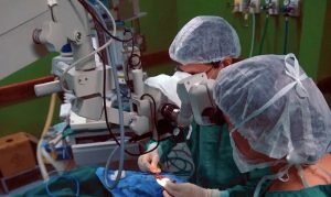 USP criará suínos para produção de órgãos para transplante em humanos
