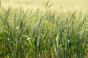 Mais de mil agricultores são beneficiados com subsídio Agro Emergencial
