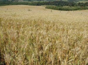 SC deve investir R$ 3,2 milhões para incentivar cultivo de cereais de inverno