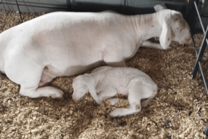 Filhote de White Dorper nasce na ExpoLondrina