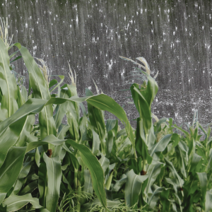 Risco de temporais no Paraná e um pouco de chuva para o milho safrinha