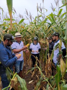 Com quebra no PR e MS, 2ª safra de milho é estimada em 96,7 milhões de toneladas