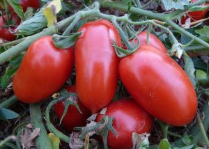 Pesquisa identifica nematoide nocivo ao cultivo de tomate industrial