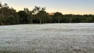 MS tem madrugada mais fria do ano com geada e sensação térmica de 0ºC