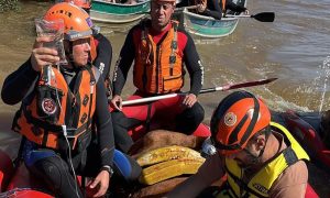 Após 4 dias, égua é resgatada de telhado de casa no Rio Grande do Sul