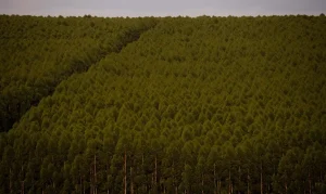 Câmara pode dispensar licença ambiental