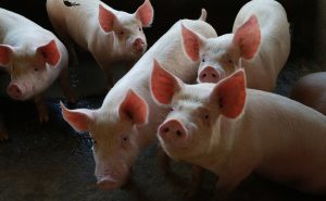 SC alcança melhor desempenho do ano na exportação de carnes