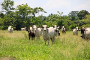 MT registra recorde de abates de bovinos e exportações