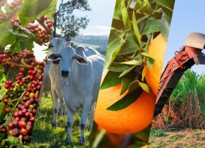 Agro Paulista registra superávit de US$7,51 bilhões