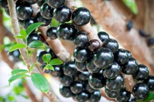 Jabuticaba: os benefícios desta pequena e poderosa fruta