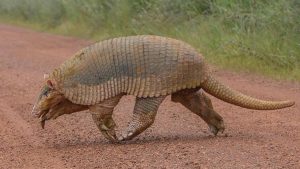 Maior Tatu do mundo é fotografado na Serra da Canastra