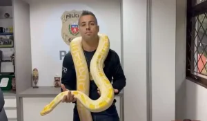 Mulher ‘apaixonada’ por animais exóticos é presa por tráfico