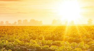 Campo Futuro vai reunir dados estratégicos da agropecuária do Paraná
