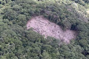 Paraná reduziu desmatamento em 78% em 2023