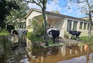 Alagamentos atingem escolas agrícolas e animais estão ilhados