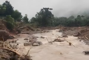 Produtores de noz-pecã contabilizam perdas nos pomares e na indústria