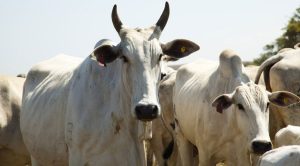 Abate de bovinos cresce, enquanto o de frangos e o de suínos diminuem