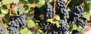 Vinícolas de MG terão redução significativa na carga tributária