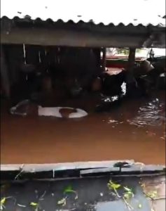 Mais de 500 bois foram resgatados em fazendas de Triunfo